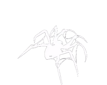 Spider symbol